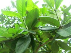 Terminalia catappa