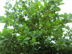 Terminalia catappa
