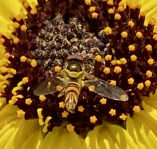 iNaturalist observation photo of Oblique Streaktail