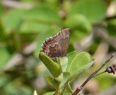 Callophrys mossii