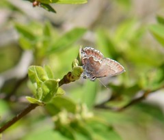 Callophrys mossii