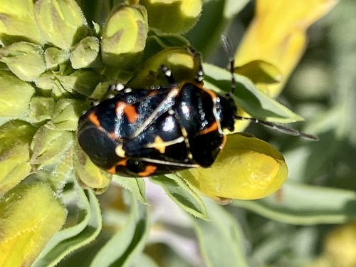 iNaturalist observation photo of Harlequin Bug