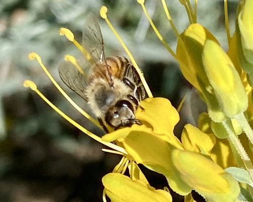 iNaturalist observation photo of Western Honey Bee