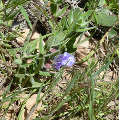 Scutellaria brittonii