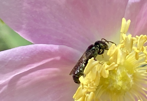 iNaturalist observation photo of Small Carpenter Bees