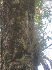 Tillandsia achyrostachys