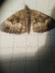 Xanthorhoe biriviata
