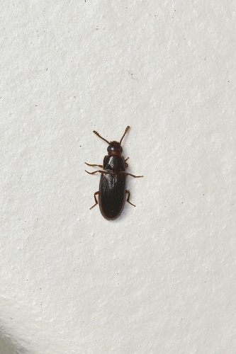 Kirsch's Pleasing Fungus Beetle photo 5