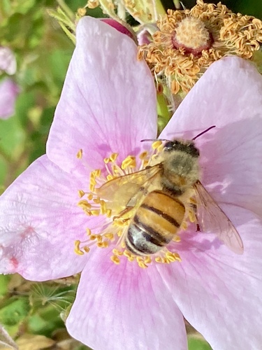 iNaturalist observation photo of Western Honey Bee