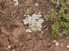 Psilocarphus brevissimus