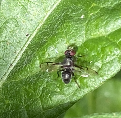 iNaturalist observation photo of Boatman Fly