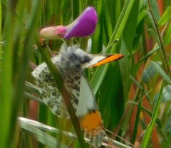 Anthocharis julia flora