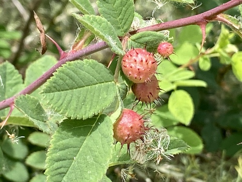iNaturalist observation photo of Spiny Leaf Gall Wasp