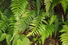 Phegopteris decursive-pinnata