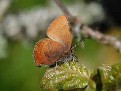 Callophrys augustinus iroides