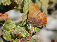 Callophrys augustinus iroides