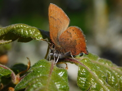 Callophrys augustinus iroides