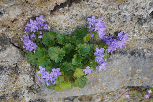 Image of Campanula fenestrellata by (c) Patrick Hacker, some rights reserved (CC BY)
