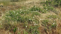 Calystegia macrostegia amplissima
