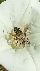 Diadasia bituberculata