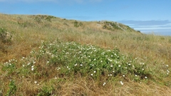 Calystegia macrostegia amplissima