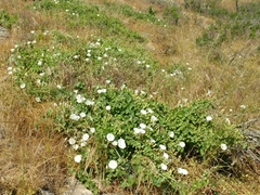 Calystegia macrostegia amplissima