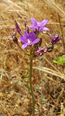 Brodiaea kinkiensis