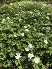 Anemonastrum flaccidum