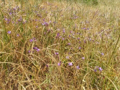 Brodiaea kinkiensis