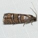 Eastern Pine Seedworm Moth - Photo (c) suegregoire, some rights reserved (CC BY-NC), uploaded by suegregoire
