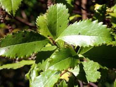 Ascarina lucida lucida