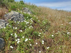 Calystegia macrostegia amplissima
