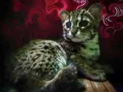 Prionailurus javanensis