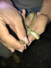 Leptodeira ashmeadii