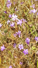 Brodiaea kinkiensis