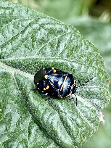 iNaturalist observation photo of Harlequin Bug