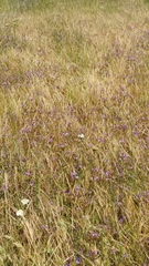 Brodiaea kinkiensis