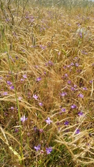 Brodiaea kinkiensis