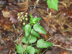 Thaspium trifoliatum flavum