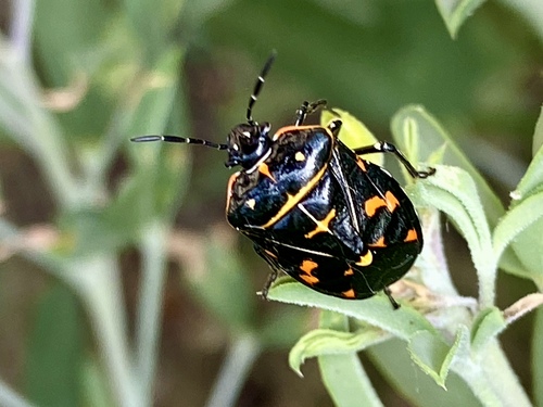 iNaturalist observation photo of Harlequin Bug