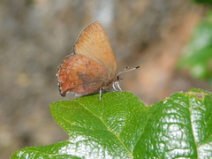 Callophrys augustinus iroides