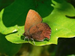 Callophrys augustinus iroides