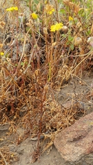 Malacothrix foliosa foliosa