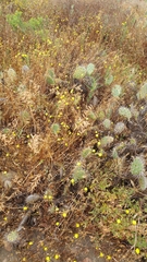 Malacothrix foliosa foliosa