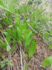 Allium ochotense