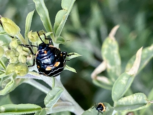 iNaturalist observation photo of Harlequin Bug