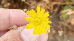 Malacothrix foliosa foliosa