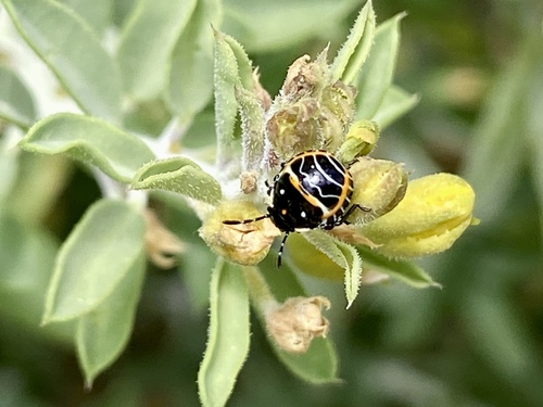 iNaturalist observation photo of Harlequin Bug