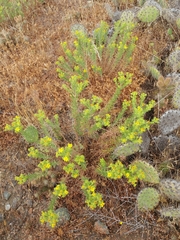 Deinandra clementina