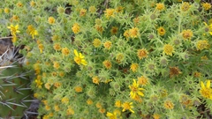 Deinandra clementina